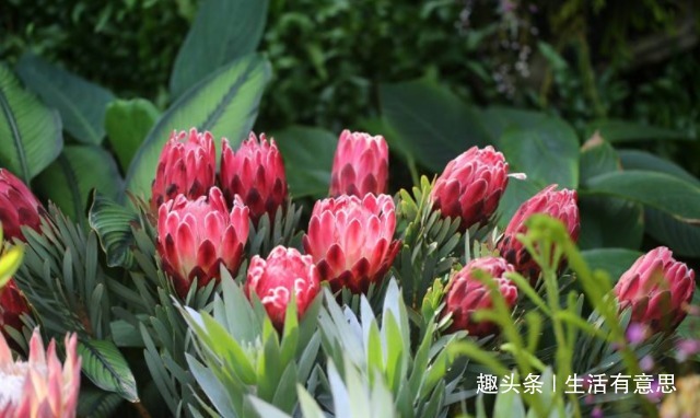 帝王花,无实力对不起此名儿,一开不谢的花!教你养法,绝对霸气