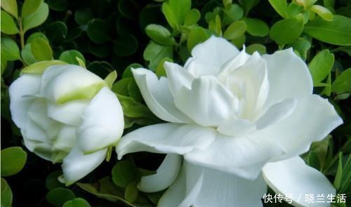 花苞|半月给栀子花喝一勺酸水,花苞开得一茬接一茬,香味扑鼻可美了