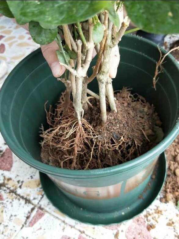 4种“废土”,扔了也别养花,隐患大,黄叶烂根不开花