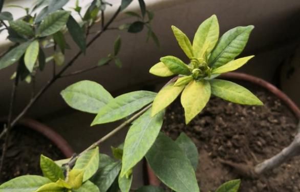 花店老板打死都不愿意说的秘密:养花草怎么防治烂根黄叶