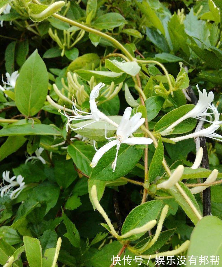 别犯傻买金银花盆景，压条3年成景、播种5年成景，实在太容易！