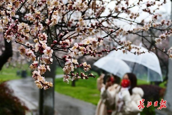 梅花|东湖梅园花开四成，本周或可踏雪寻梅