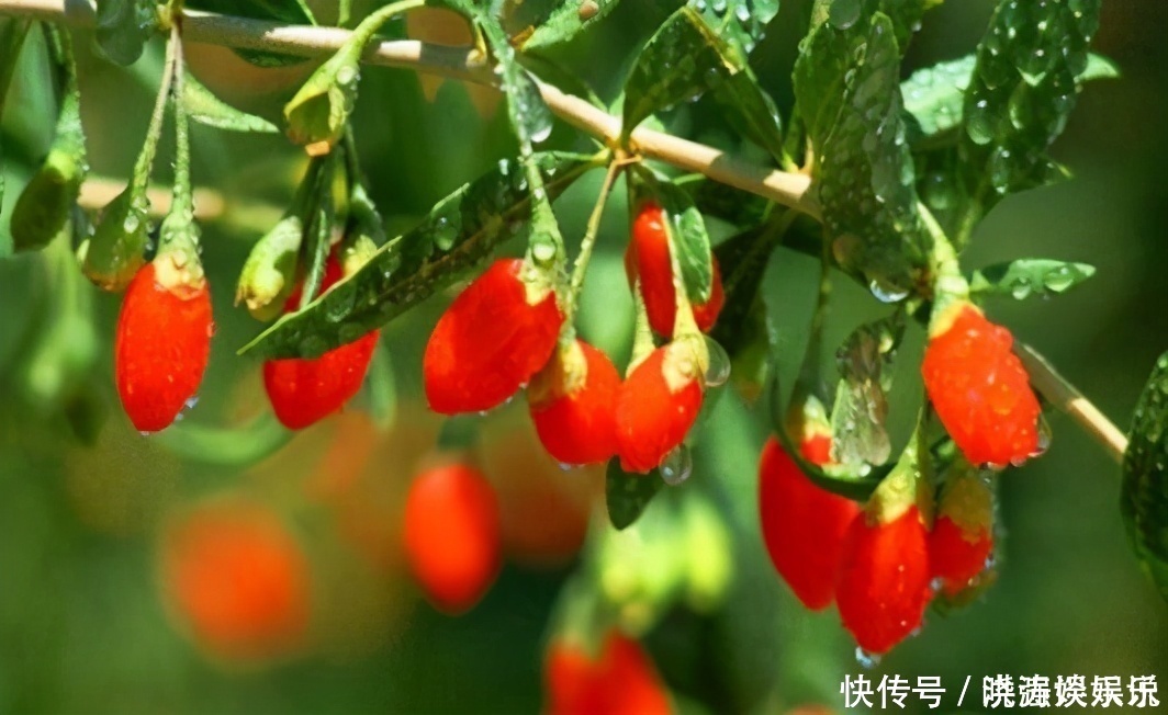 食物|女性想要皮肤好,3种食物轮着吃,美容养颜,滋养肌肤,早吃早美