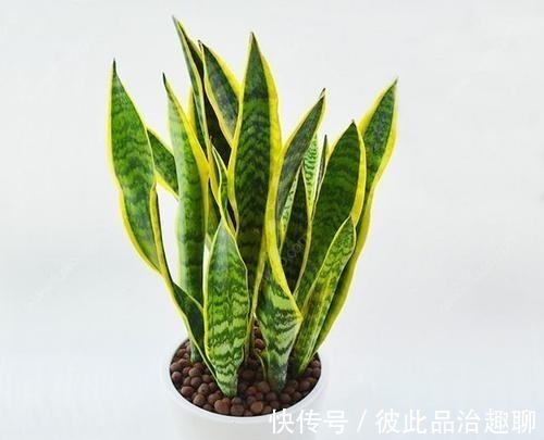 秋季做对几点,虎皮兰姿态美容易爆新芽,你做对了吗?