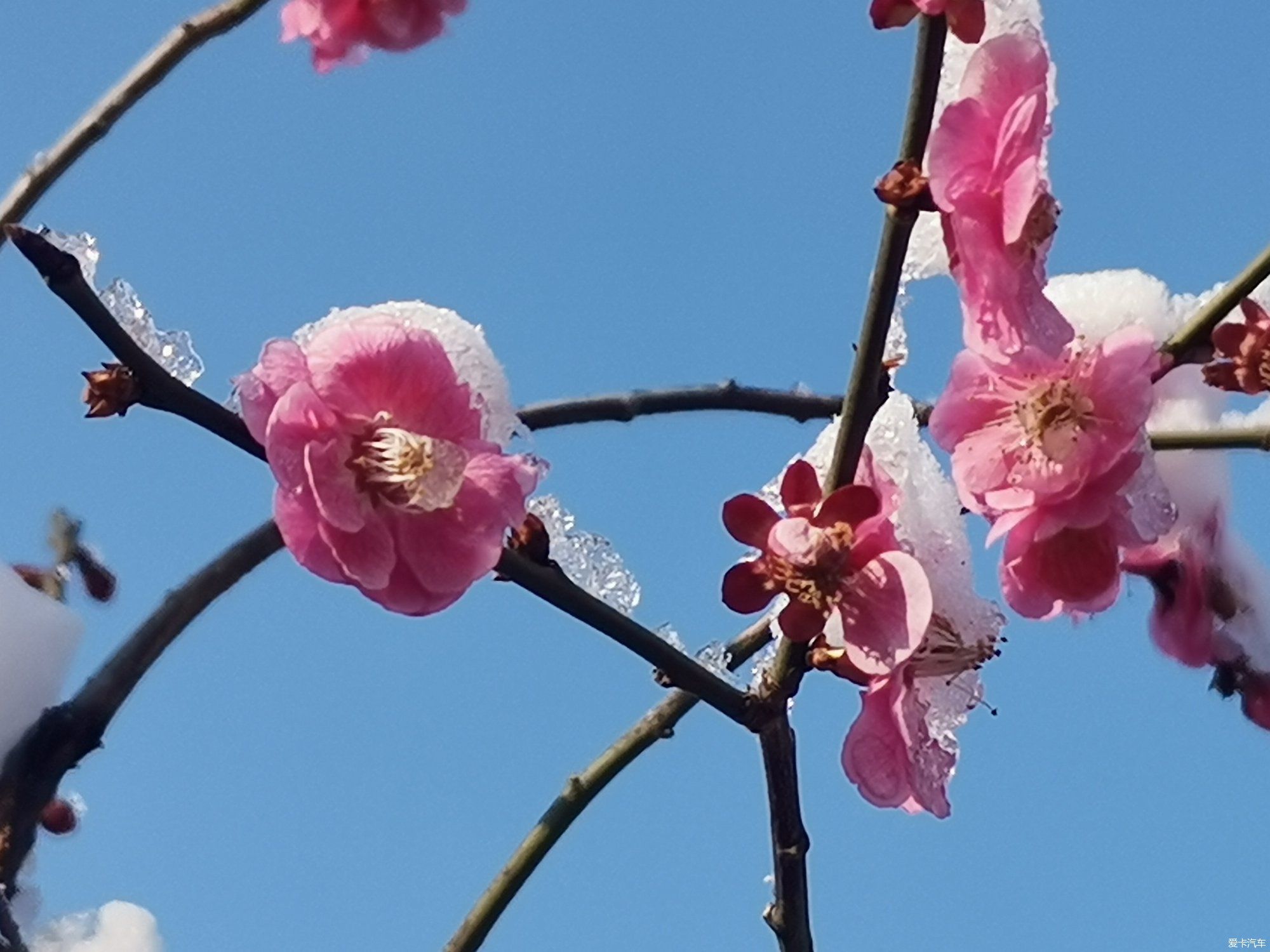 老年|【爱卡踏青季】踏雪寻梅