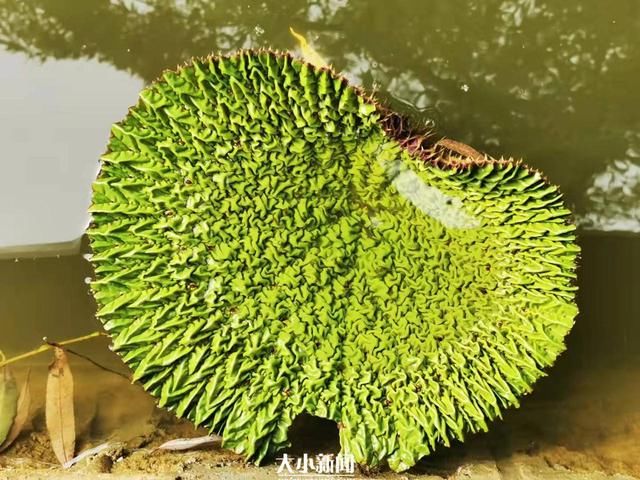 肾形|探花记｜荷塘里生出一株“芡”