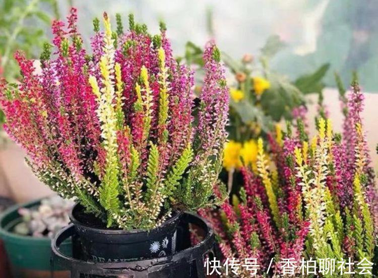 4种花高贵优雅,看了就让人沉醉,比牡丹美,比绿萝好养