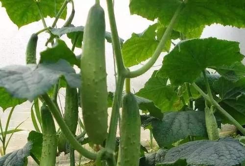 饮食习惯|常吃能去皱的食物，不是牛奶，每天食用，皮肤饱满，人显年轻