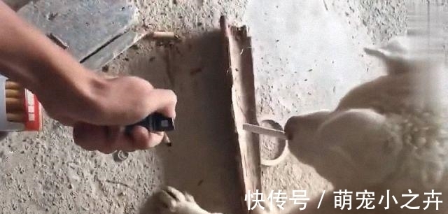 姑爷|新来的姑爷给亲戚上烟，连狗都没落下，是个讲究人啊