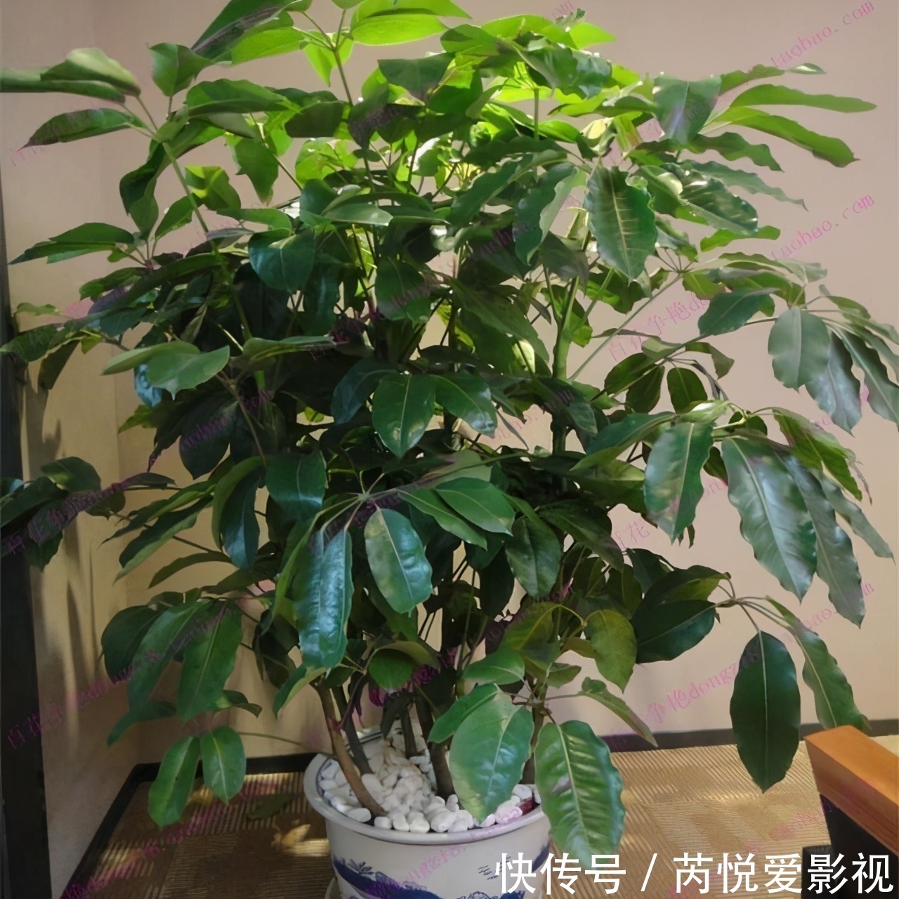 家里光照差,就选5种“耐阴花”,不用见太阳,花叶俱美,好运道