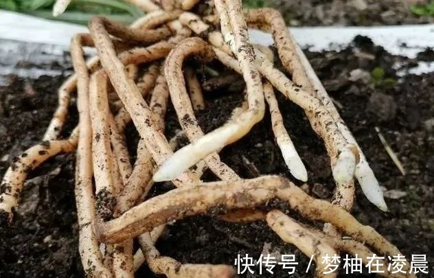 秋天兰花空根怎么办？这几种错误的处理方法，很难让空根再生根