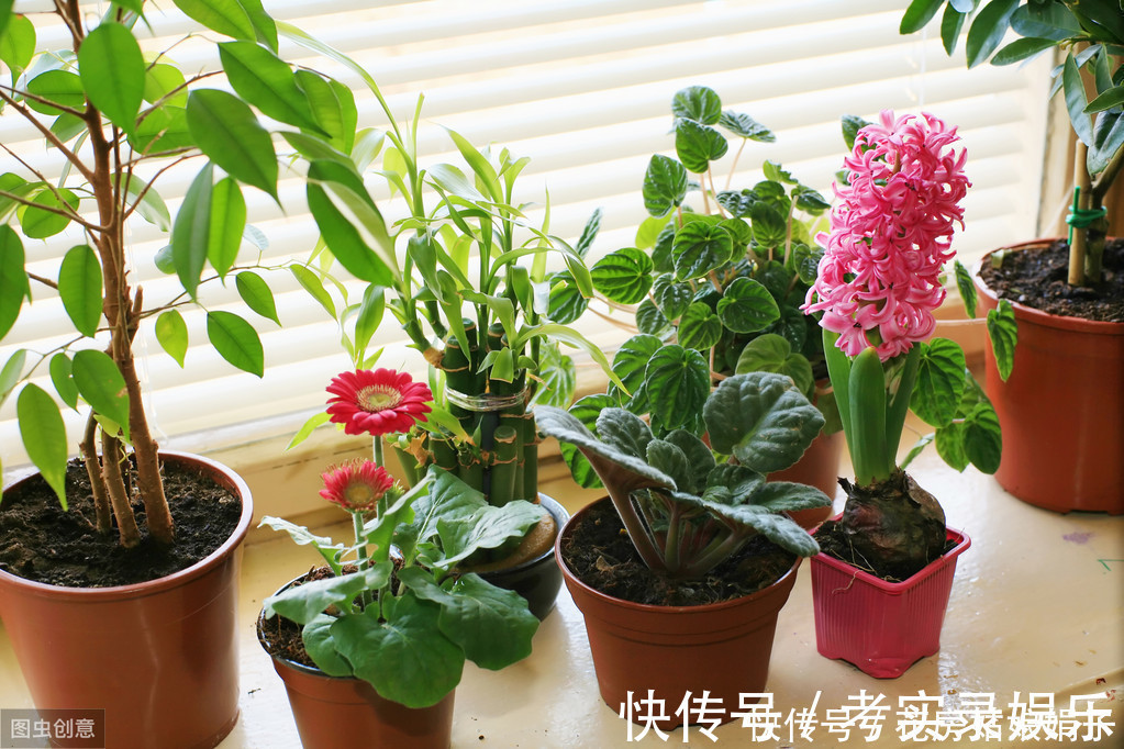 这6种花，30天不浇水也没事，只需要有散射光，就能活的很好