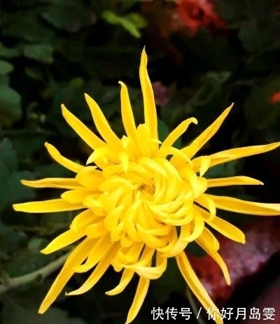 菊花阵!重阳节征联:英姿飒爽,问天下寒风,谁能破我菊花阵?邀对