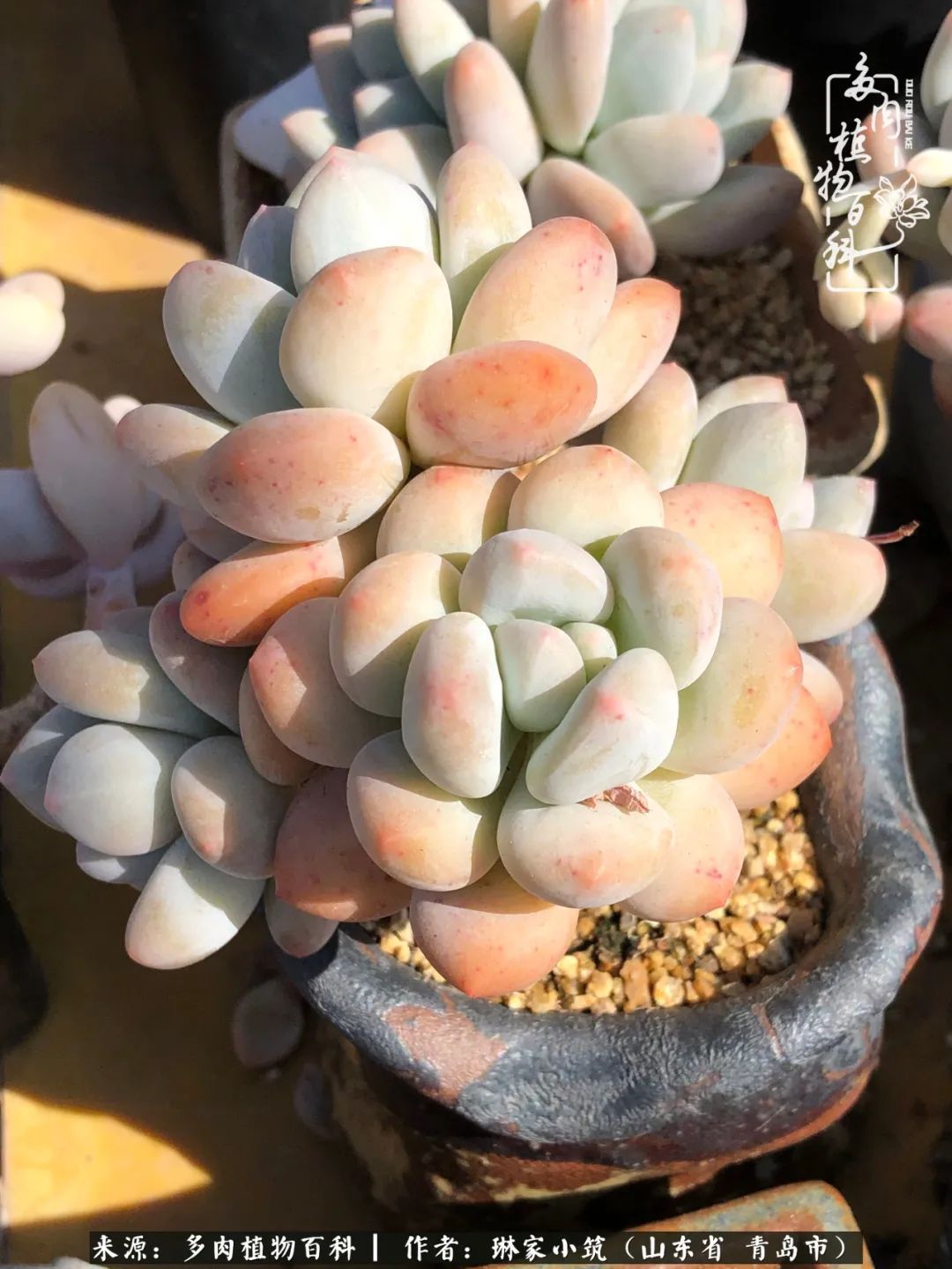 多肉|有史以来最厉害的一场寒潮，治好了我养多肉这些年的“坏毛病”