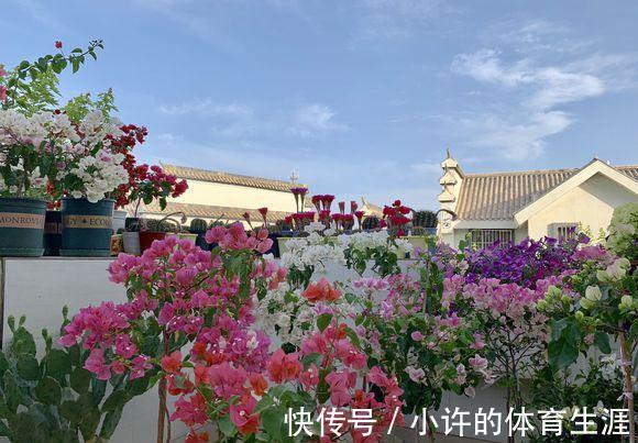 下雪前,5种“漂亮花”赶快修剪,来年爆花,就靠现在