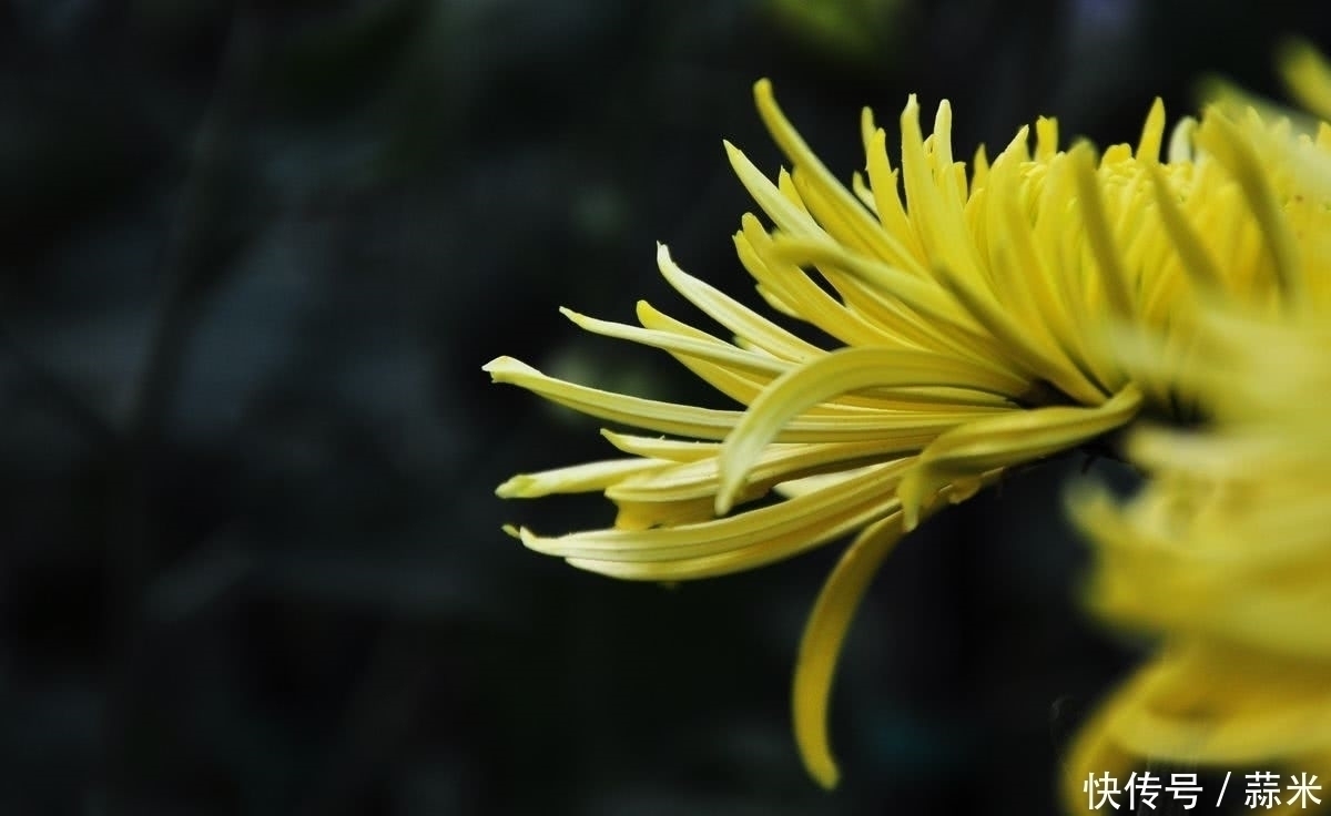 解药|口臭的“解药”找到了,每天用它泡水喝,清热解毒还你清新口气!
