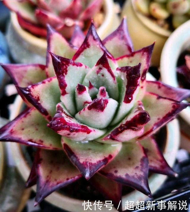 品种|史上最全的莲座状多肉植物大全(上)