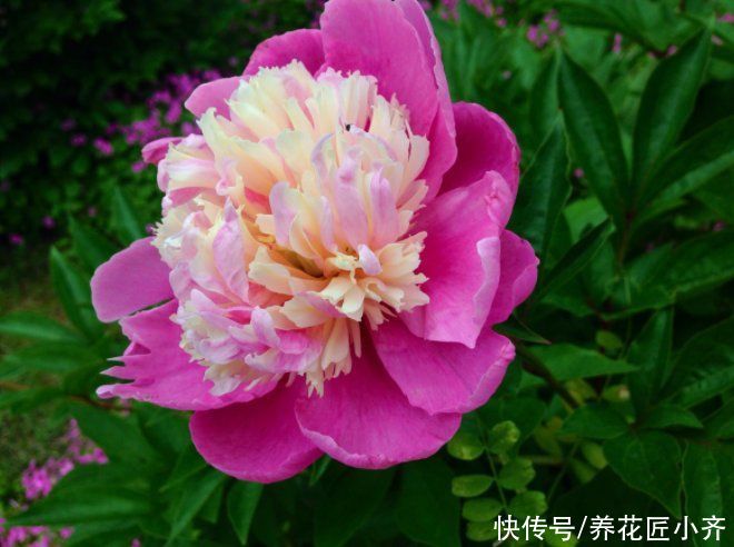 栽种|只有秋季可以买的2种花,想养赶紧入手,过期养不活