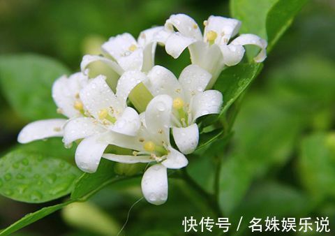 花期|家养这些植物，阳台开出花海，开花一茬接一茬，瞬间变得高大上