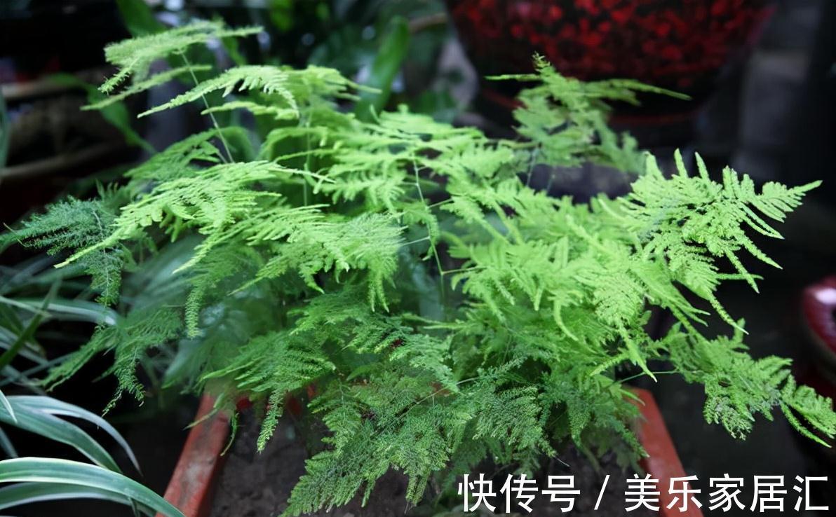 客厅不要乱养花,5种盆花才正门楣,为家纳福,养人养身