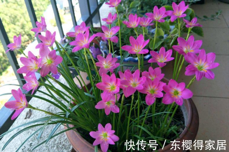 小苗|养了一棵花,爆了“一窝崽”,漂亮又好养,就是不值钱