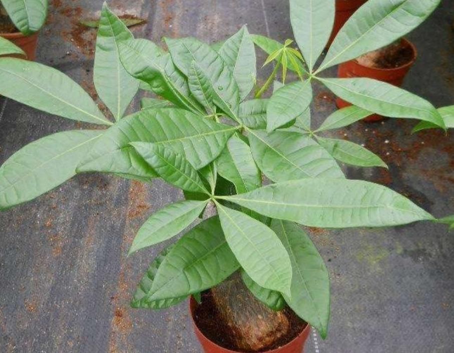 这3种花要“懒养”,越是粗放养护,植株长势越旺盛