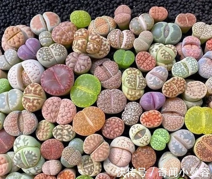 漂亮|20个难得一见的多肉植物,每一个都漂亮极了