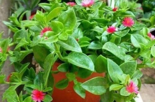 阳台|秋天，最适合扦插4种花，沾土就活，一次扦插50盆，开满阳台！