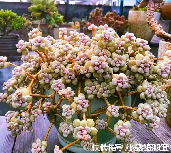 老桩|养多肉,做到“3控、1多、1勤”美艳多汁,胖成肉球