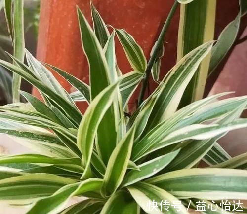 养吊兰,用上这2种小玩意,叶子宽大又绿,蹭蹭长爆盆