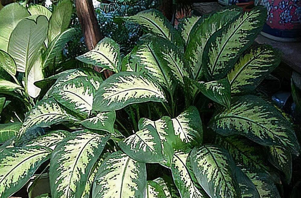 5种必养之花,远离甲醛保持健康,养100盆都不嫌多