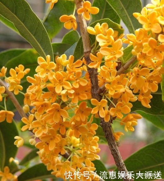 此花受到古人文人墨客喜爱,其花清可绝尘,代表着丰收