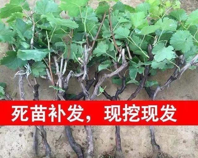 蓝宝石葡萄|此树冻不死,插土就活,庭院种2棵,明年结果200斤全家吃不完
