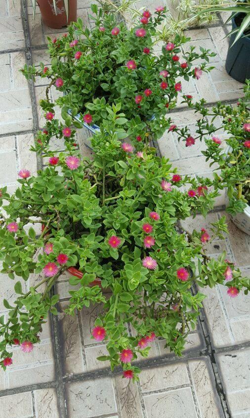 4种花超美的，谁见了都喜欢，美不胜收，值得入手