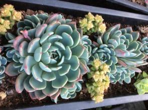 多肉植物不长个教你一个小技巧,呼呼冒出一堆新芽!