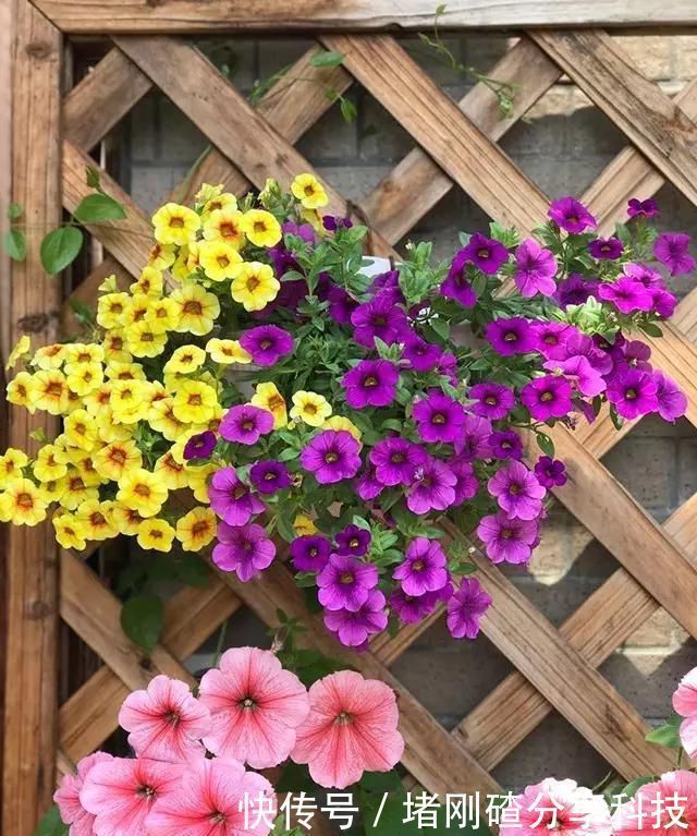 露台|两个孩子的妈妈,利用空闲时间,在露台打造出一片花的海洋