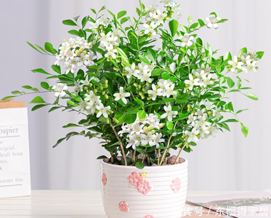 养护|3种花“清新脱俗”,不管养哪一种,都会觉得值得