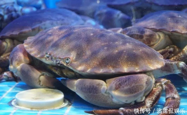海蟹|开海后常见的海蟹种类有哪些哪种螃蟹最好吃