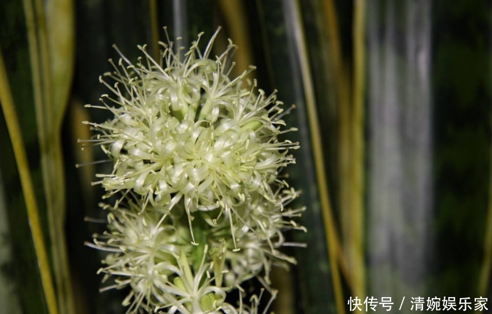 虎皮兰|你见过虎皮兰爆盆开花吗要想让它天天开花,只需做好两点就可以