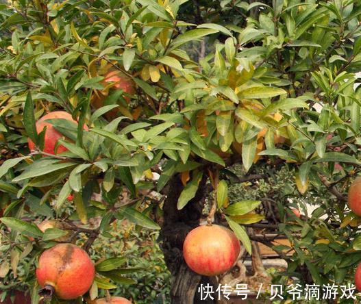如何轻松快速的做好一盆石榴盆景,你只差这几步