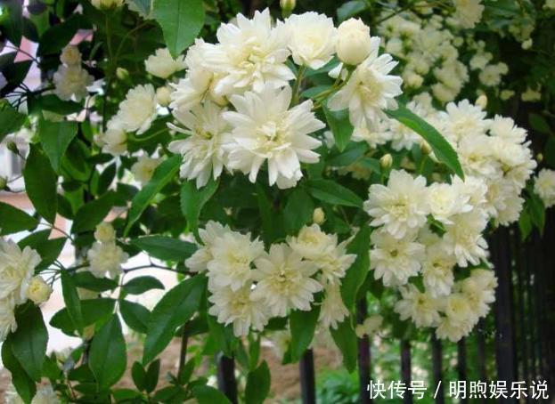 左邻右舍|院子再小，也要养棵它，2年长一片，开花特别美，左邻右舍都说香