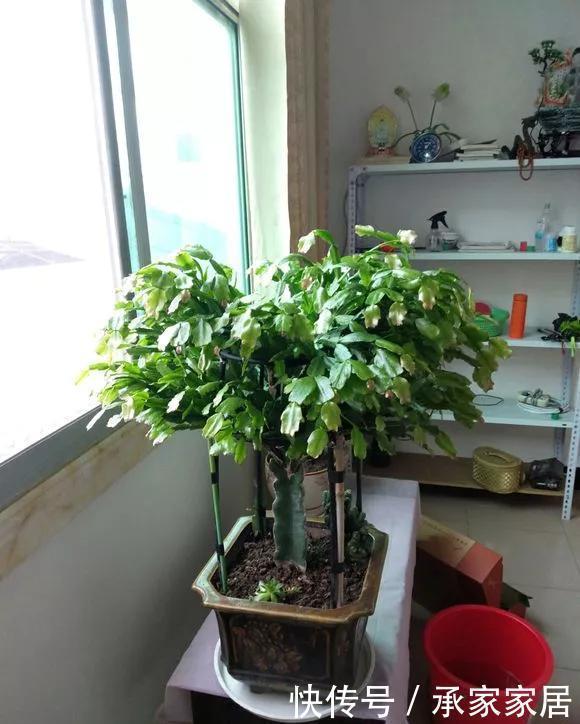 6种花天热会休眠，千万要少浇水，不然3天只剩盆