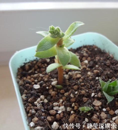 叶片|养“观音莲”,学会如此进行分株,不花钱还可以再添几盆新盆栽