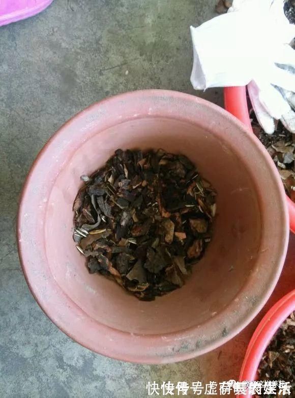 养花|老花匠:扔4种“东西”,就是扔钱,比花肥还好用,不花钱!