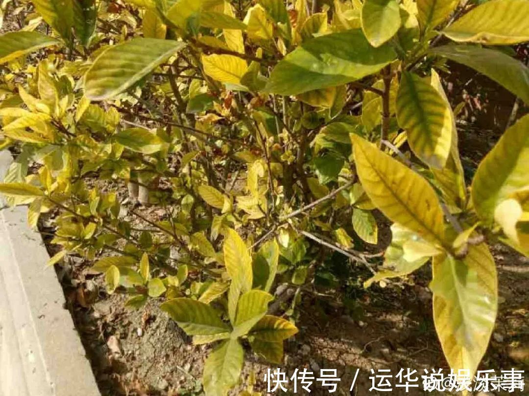 10种花爱喝醋,浇水加点酸,叶子油亮爱开花!