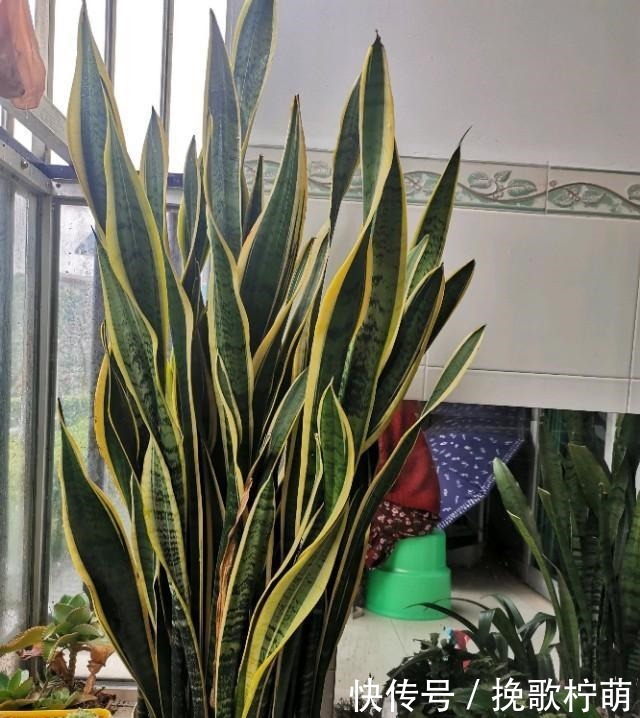 虎皮兰长得慢,这种东西每月用1次,叶子又高又亮,蹭蹭爆崽!