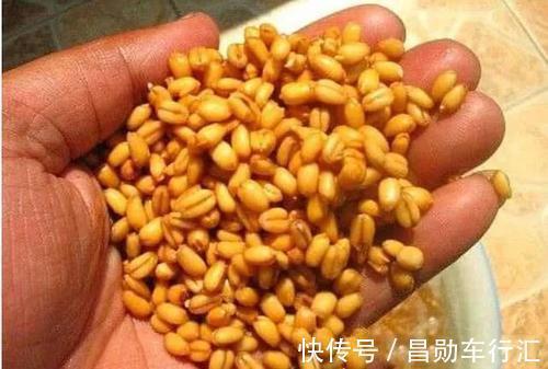 麦香|红糖加麦粒，再加这一步骤，小鱼闹窝也有大鲫鱼开口