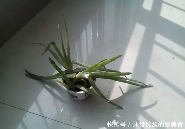 花草冻伤了及时修剪,别舍不得,越早越好