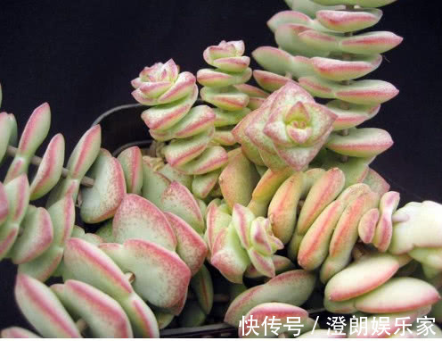 生活环境|3种多肉漂亮又好养，扔盆里不用管都能长爆盆，懒人新手都能养好