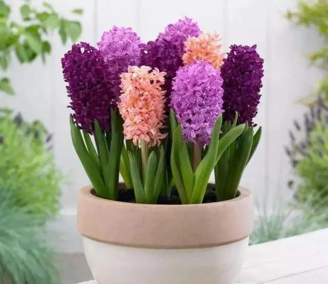 4种漂亮的“浓香”花,只可看不能闻,卧室养护更要避开